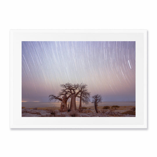 Star Trails Over Baobabs