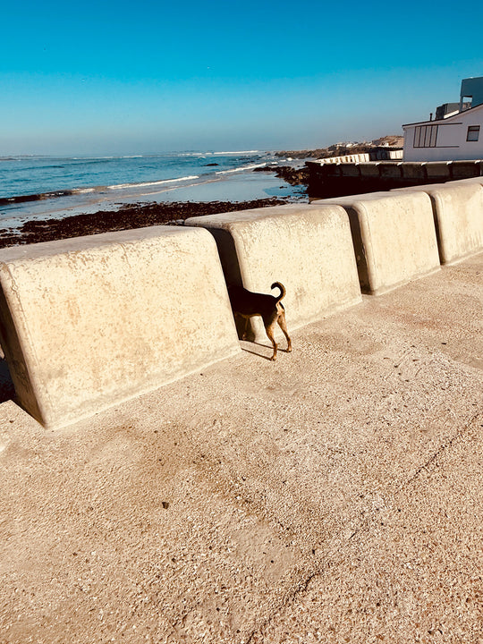 Dog Bums