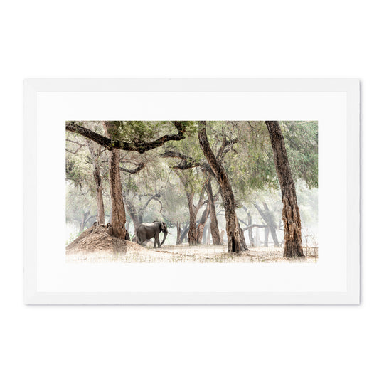 Elephants &amp; Albidas (1)