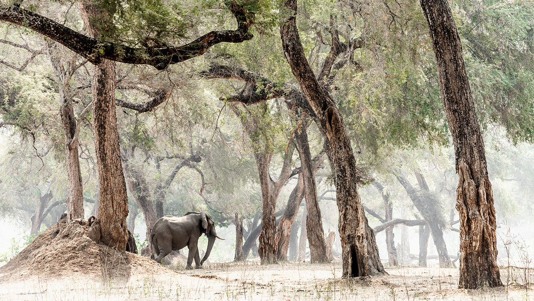 Elephants &amp; Albidas (1)