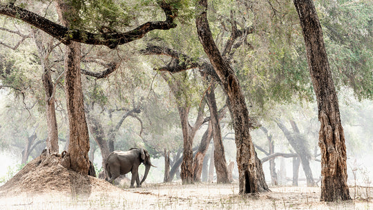 Elephants &amp; Albidas (1)