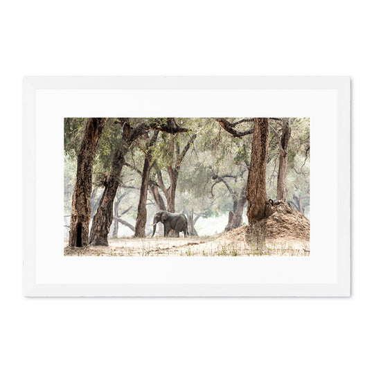 Elephants &amp; Albidas (2)