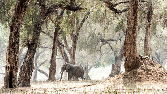 Elephants &amp; Albidas (2)