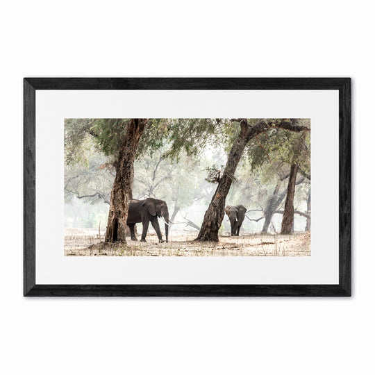 Elephants &amp; Albidas (3)
