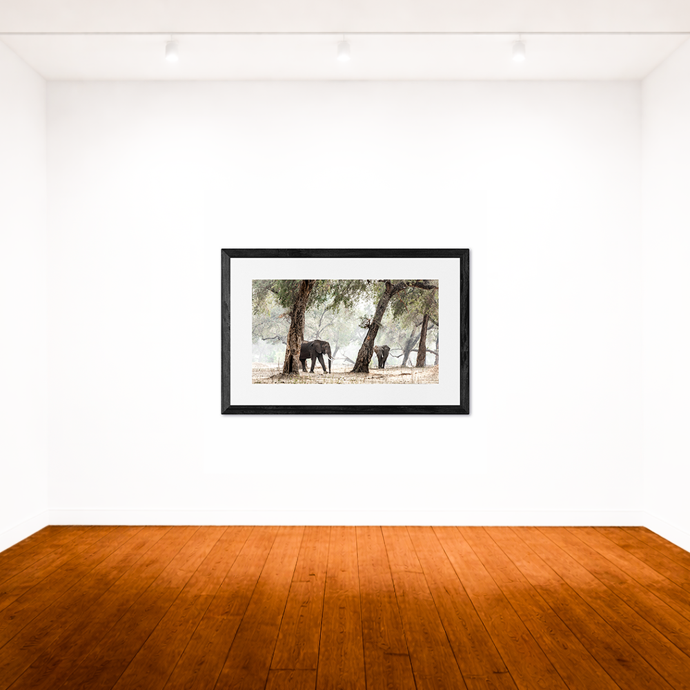 Elephants & Albidas (3)