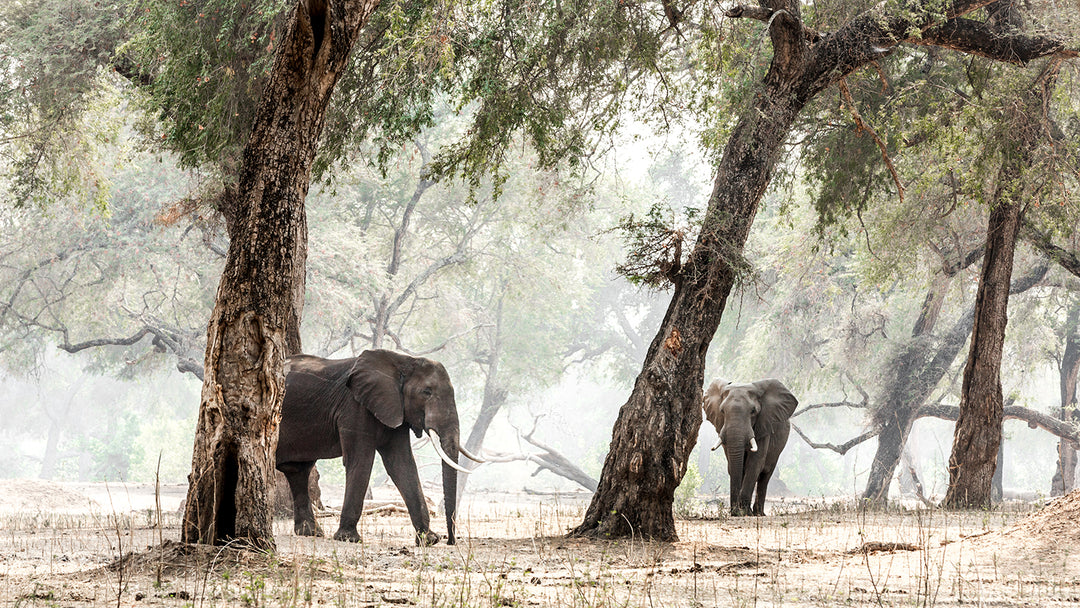 Elephants &amp; Albidas (3)