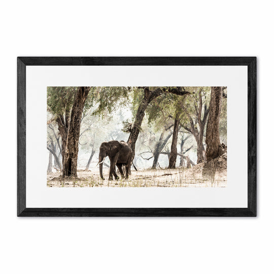 Elephants &amp; Albidas (4)