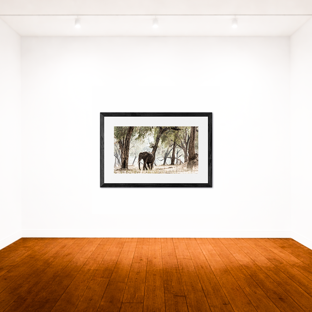 Elephants &amp; Albidas (4)