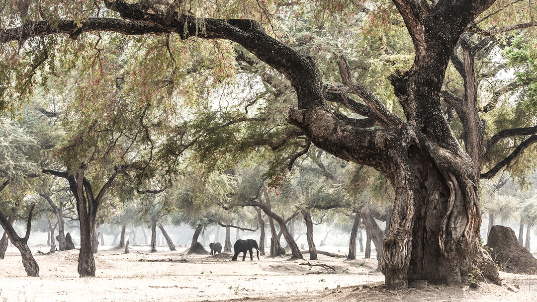 Elephants &amp; Albidas (5)