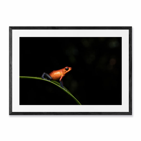 Perch