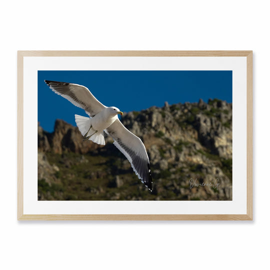 Gordon’s Bay, Seagull