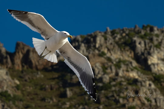 Gordon’s Bay, Seagull