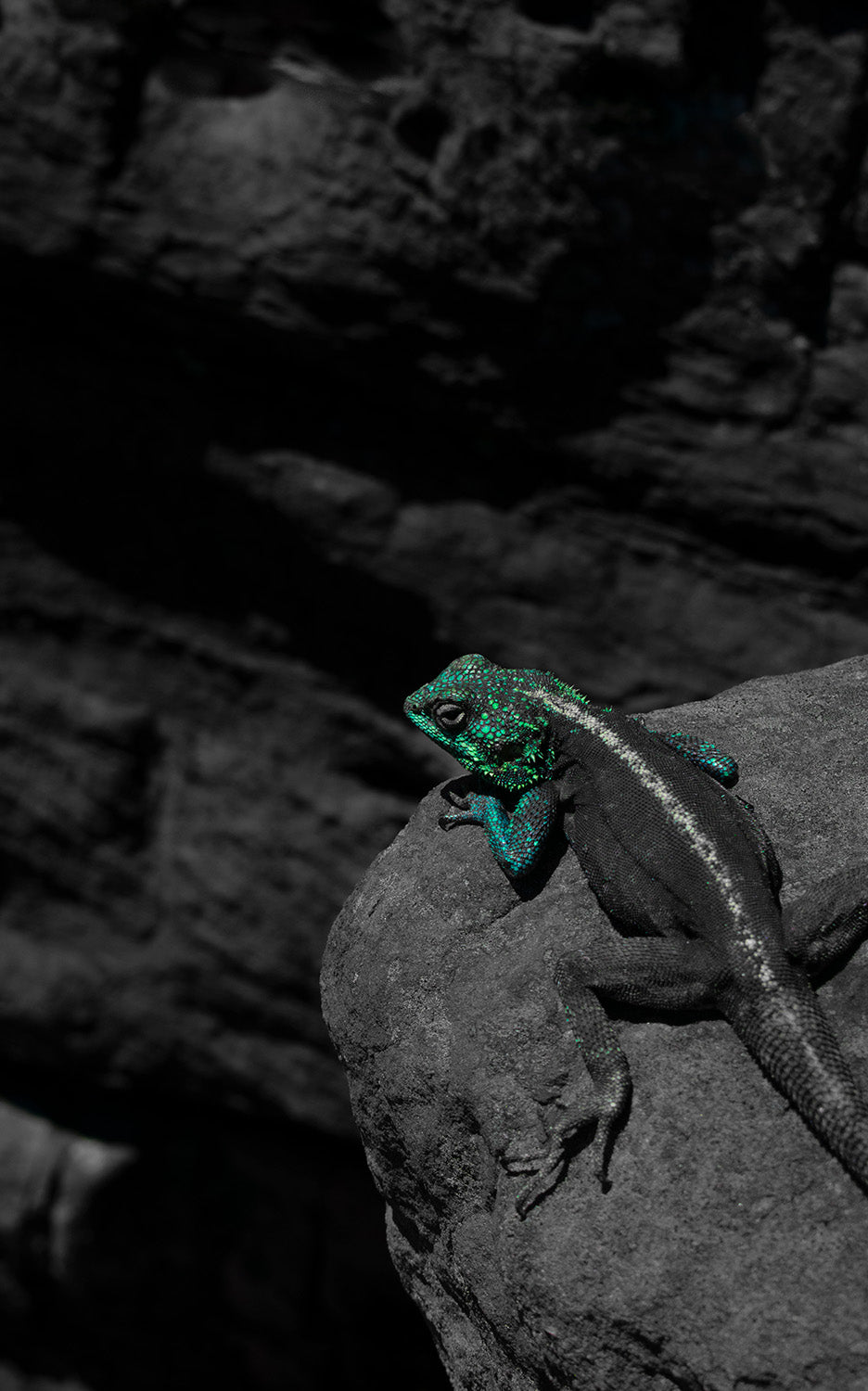 Green Dragon