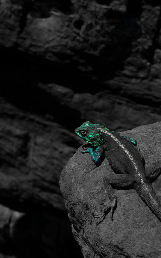 Green Dragon