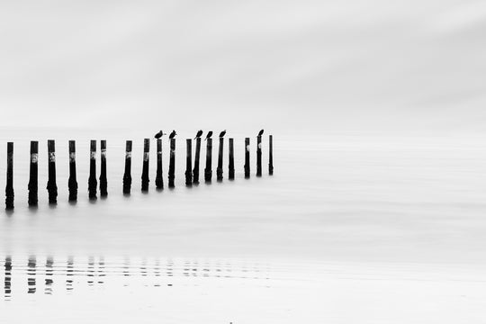 Birds on a Pole