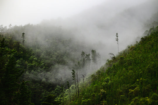 Fog in the Mountains