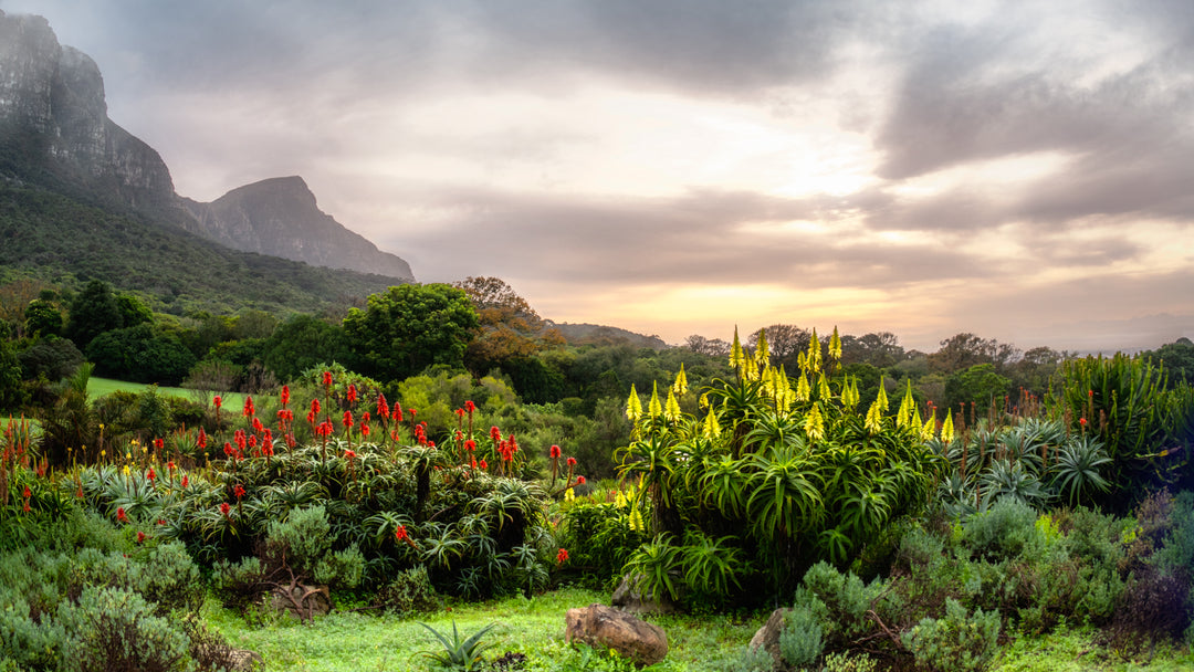 Kirstenbosch