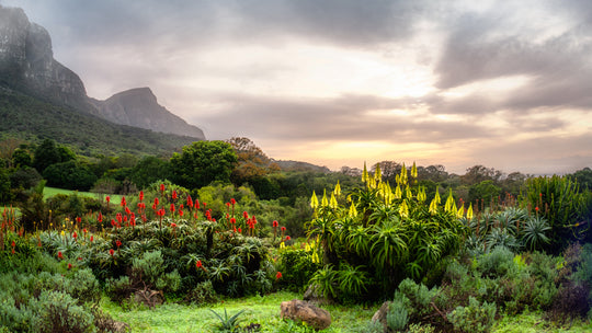 Kirstenbosch