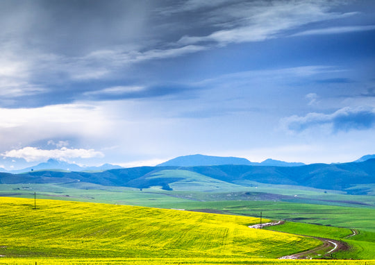 Canola Field