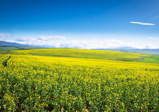Canola Field