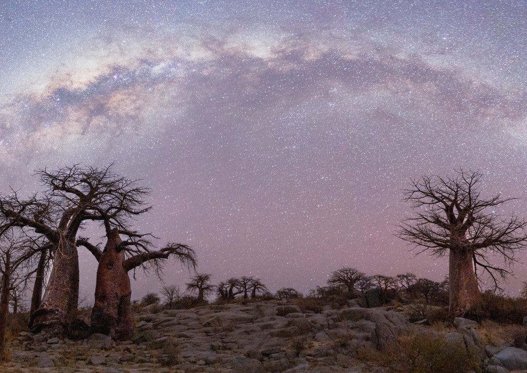 Milky Way Over Baobabs