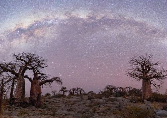 Milky Way Over Baobabs