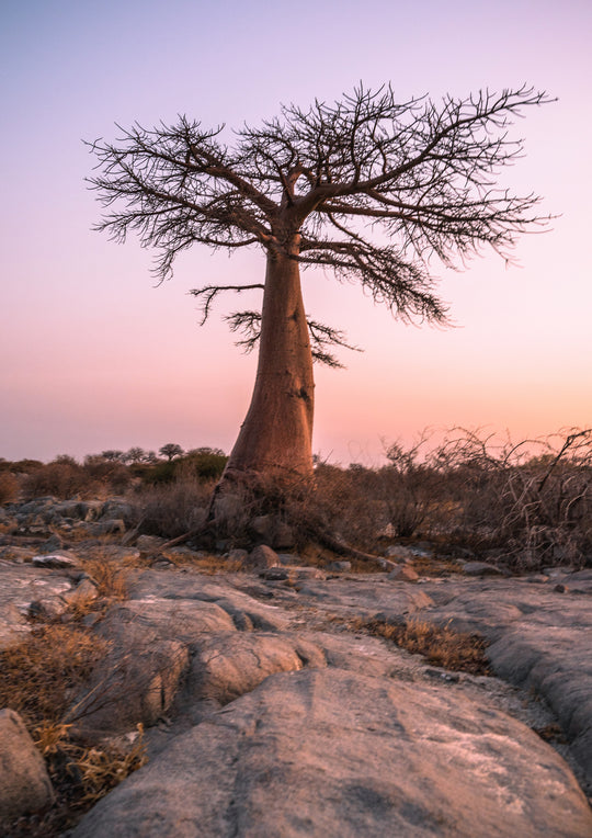 Baobab at Sunset