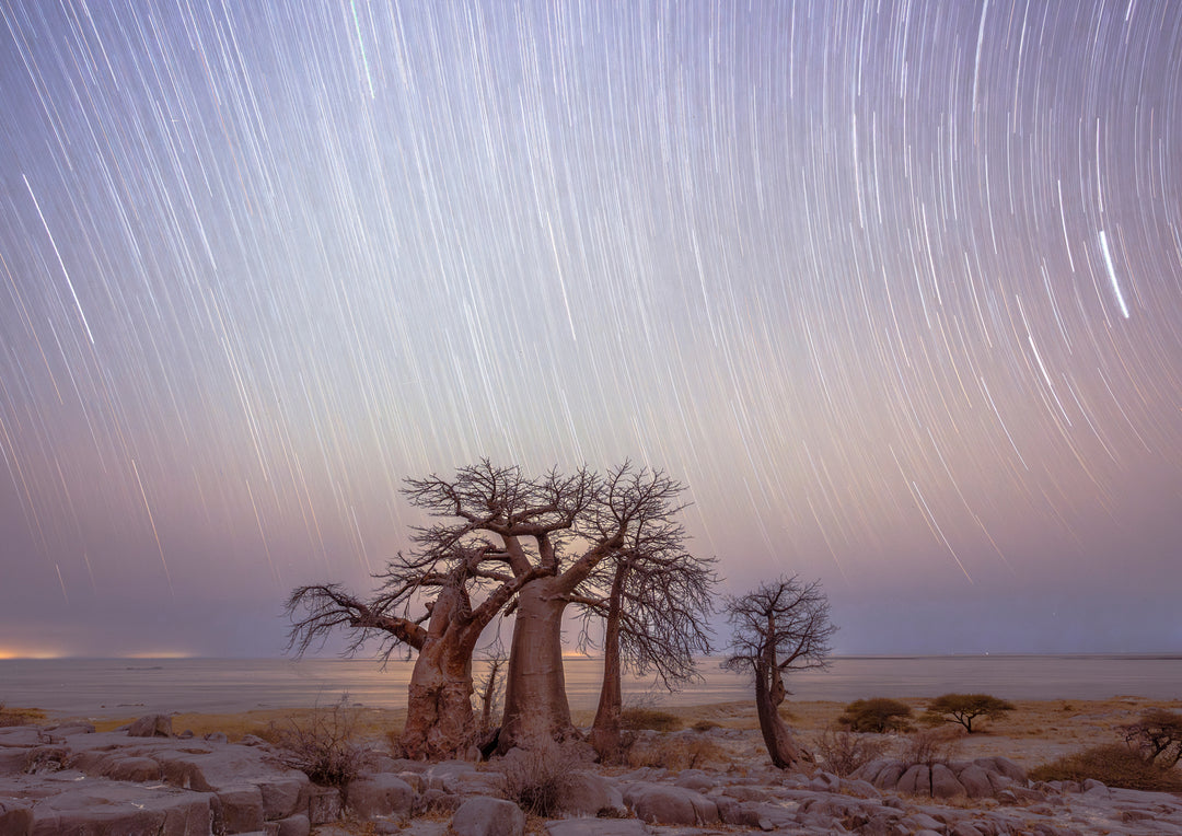 Star Trails Over Baobabs