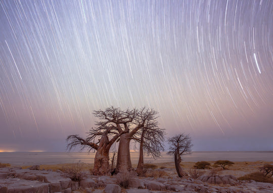 Star Trails Over Baobabs