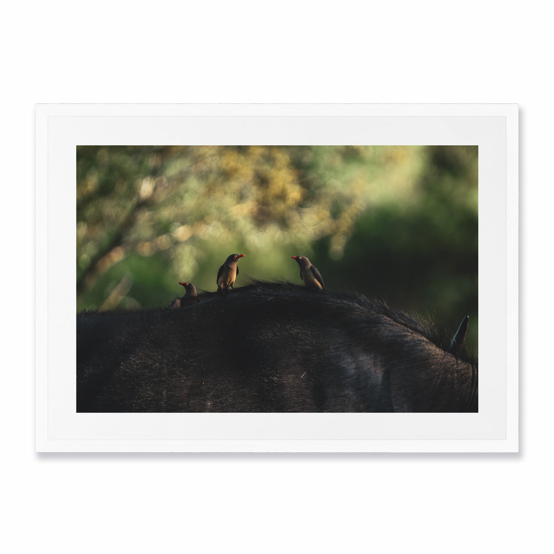 Kruger Park (1)