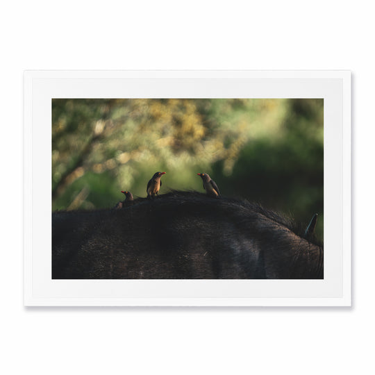Kruger Park (1)