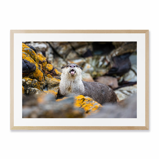 Hermanus Otter