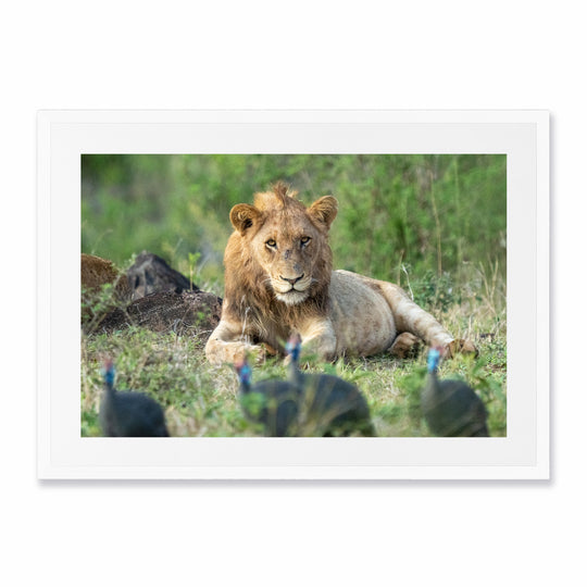Kruger (3)