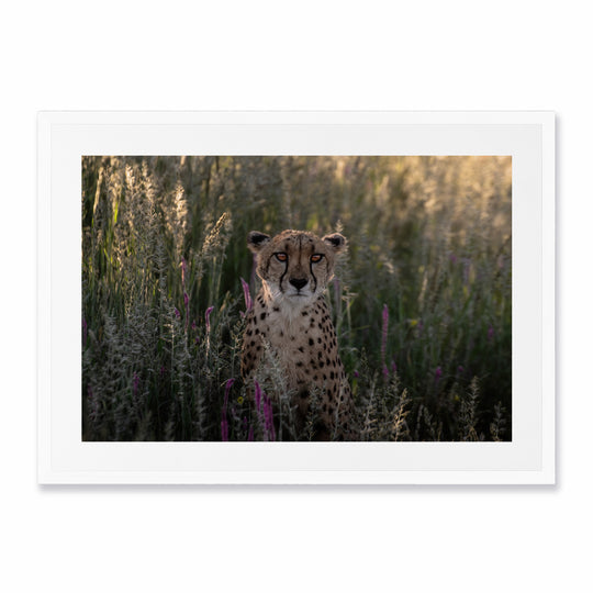 Cheetah Day