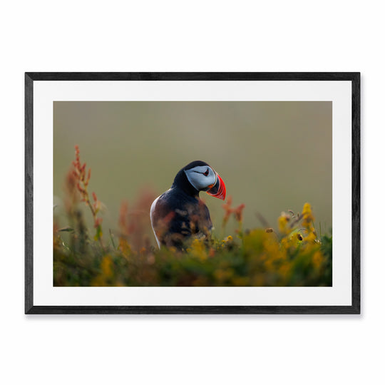Iceland Puffin