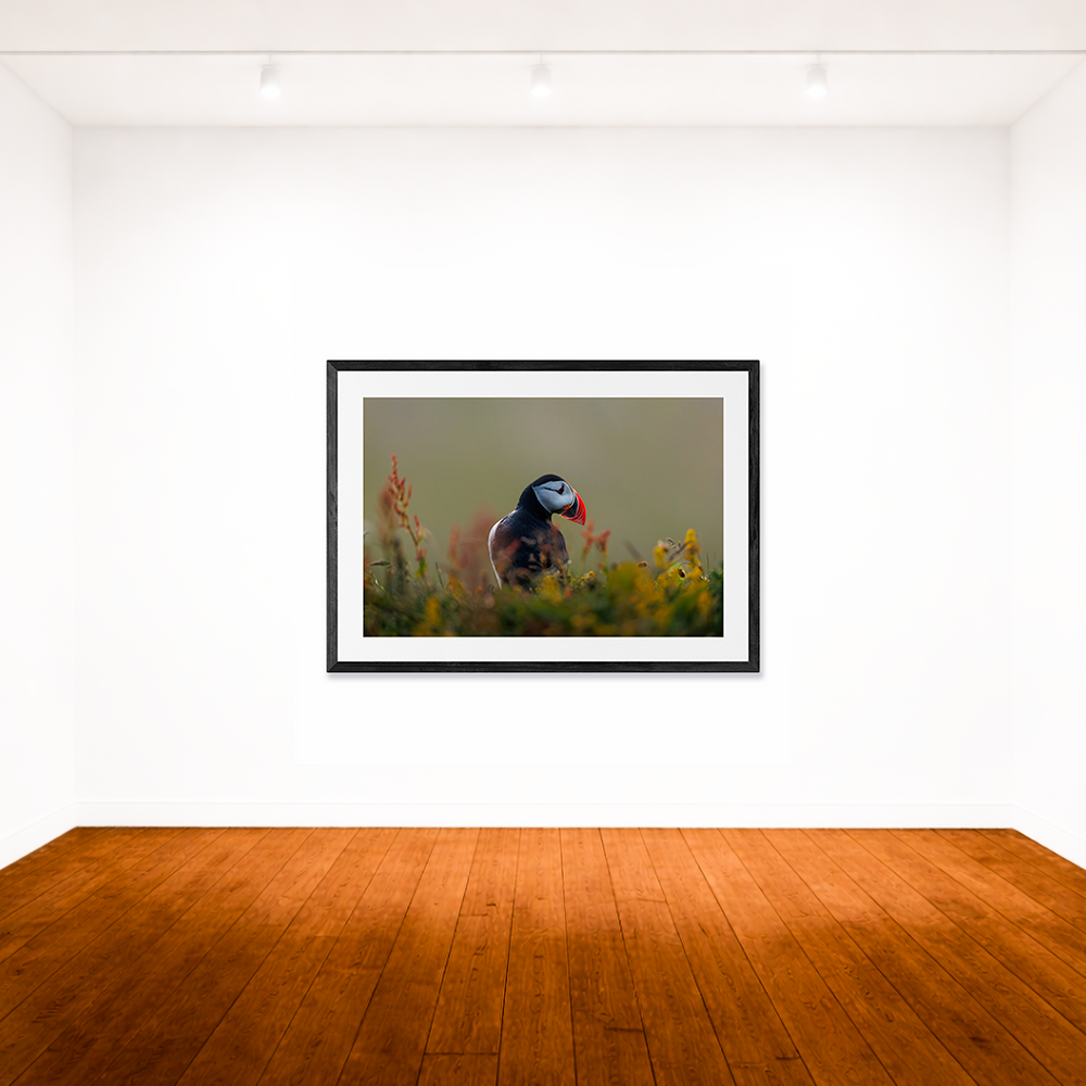 Iceland Puffin