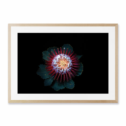 Banksia UV light