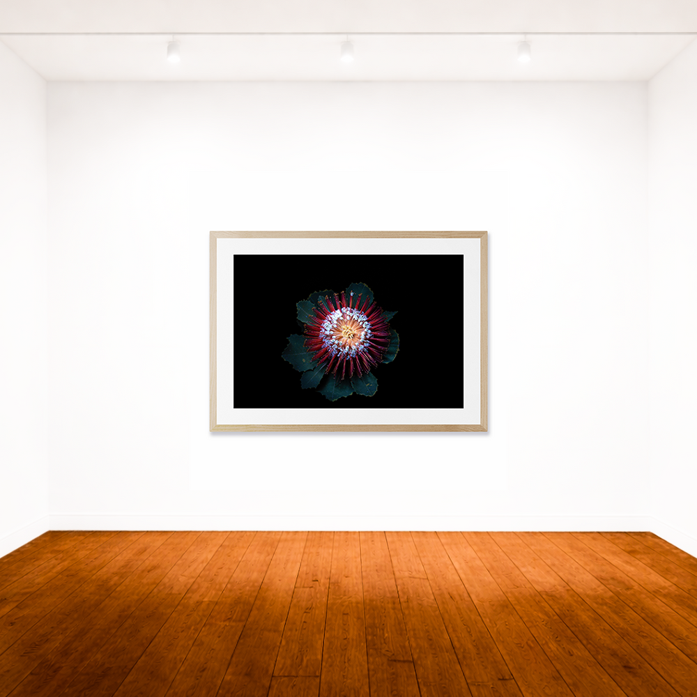 Banksia UV light