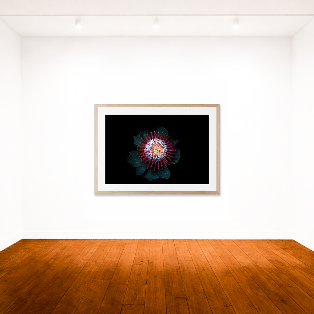 Banksia UV light