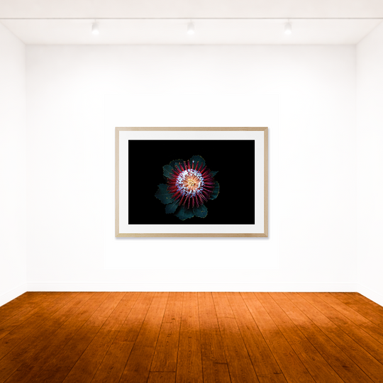 Banksia UV light