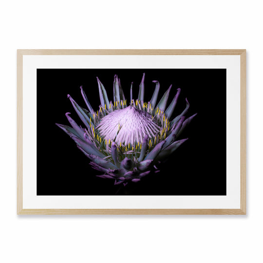 Protea UV light