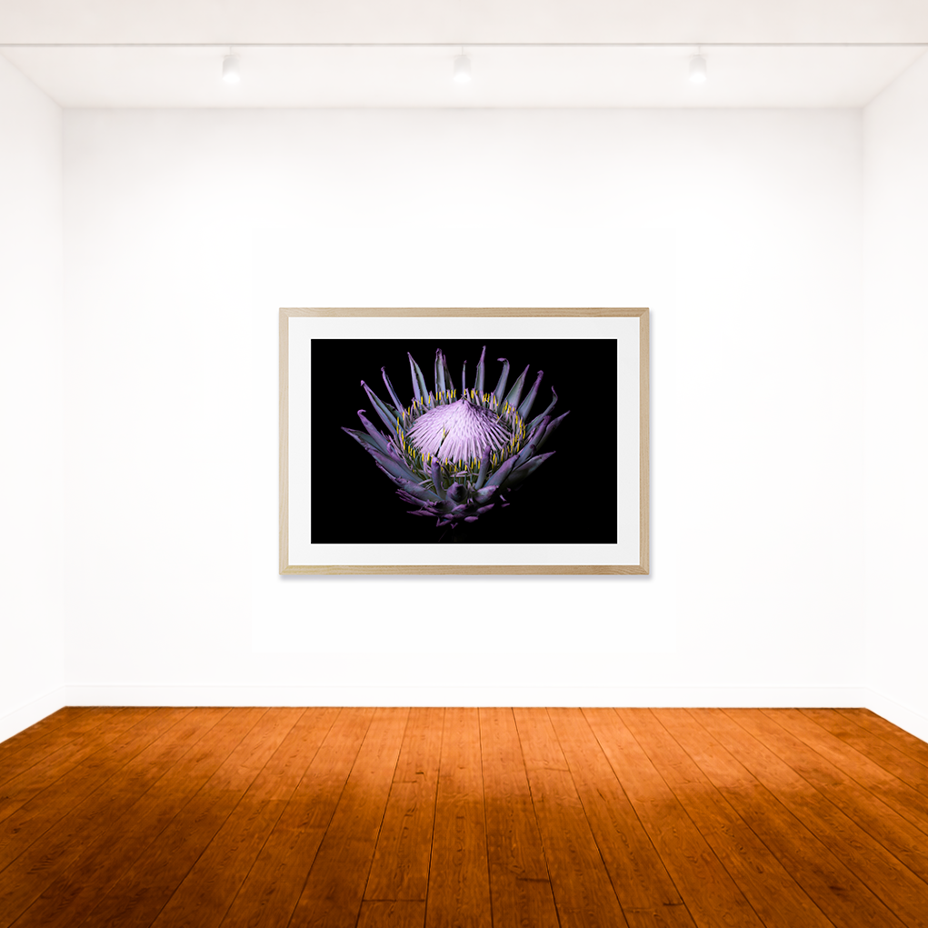 Protea UV light
