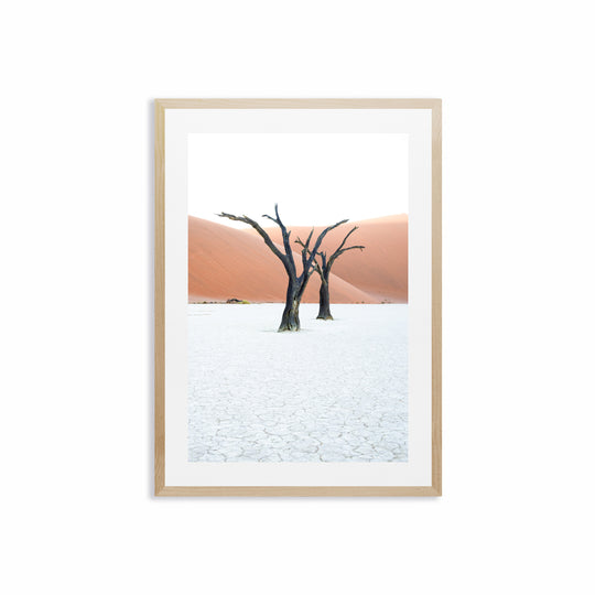 Camel Thorn Trees