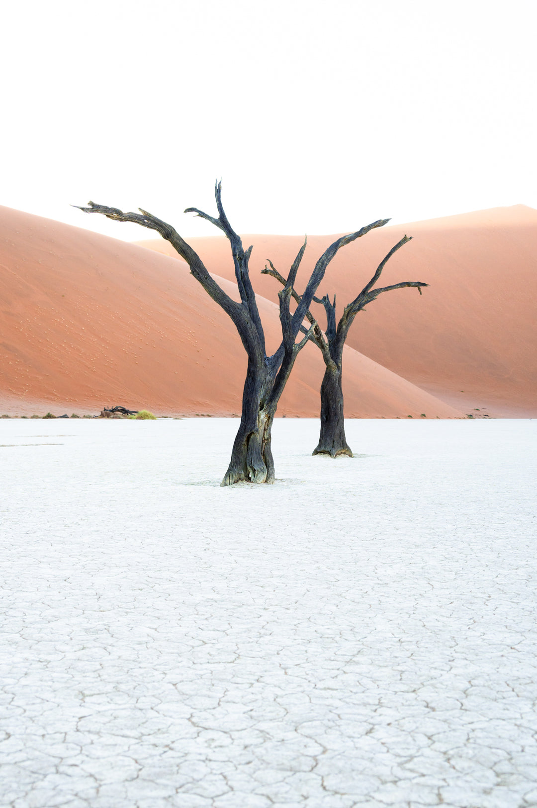 Camel Thorn Trees