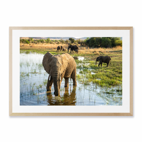 PIlanesberg Elephants