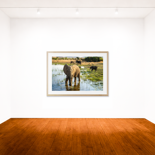 PIlanesberg Elephants