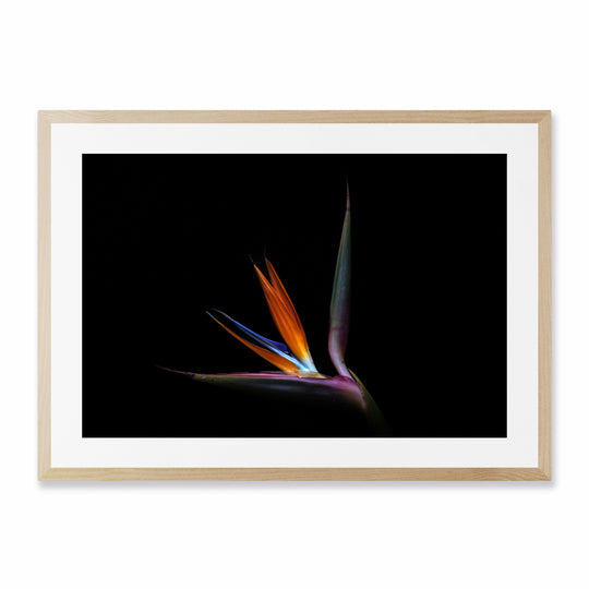 UV Strelitzia