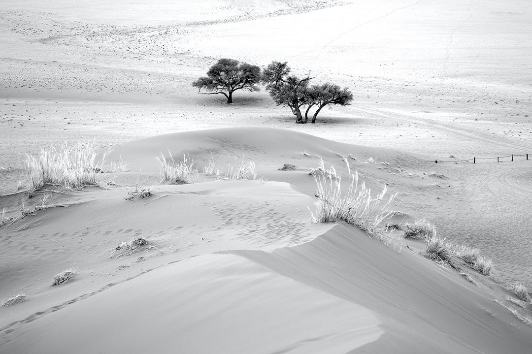 In the Desert
