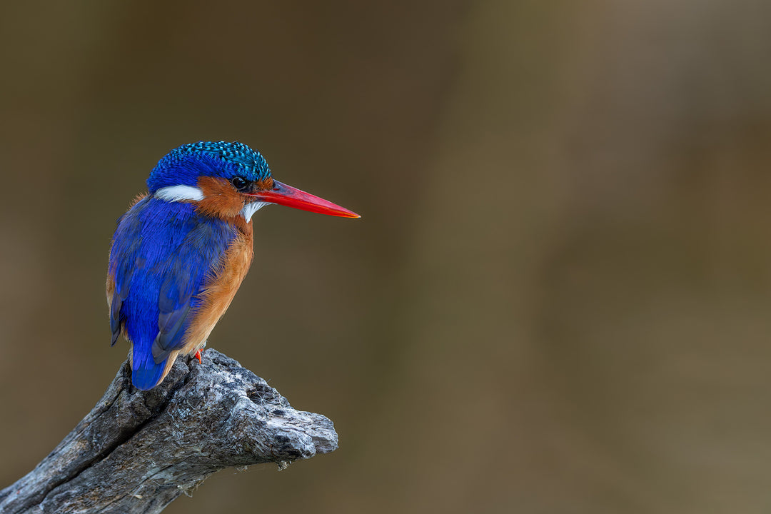 King of the Pond