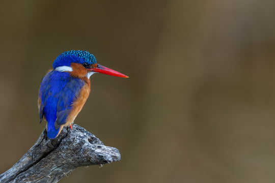 King of the Pond